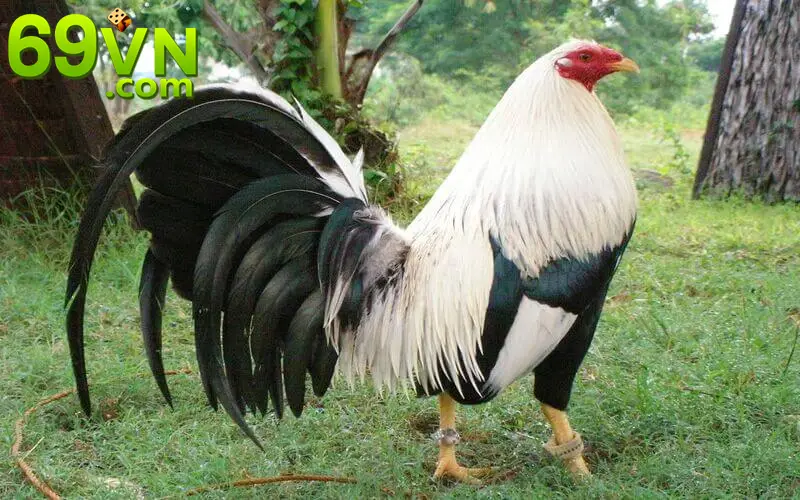 Gà tre Peru không được coi là thuần chủng 100% vì nó được lai tạo với giống gà trọi Mỹ