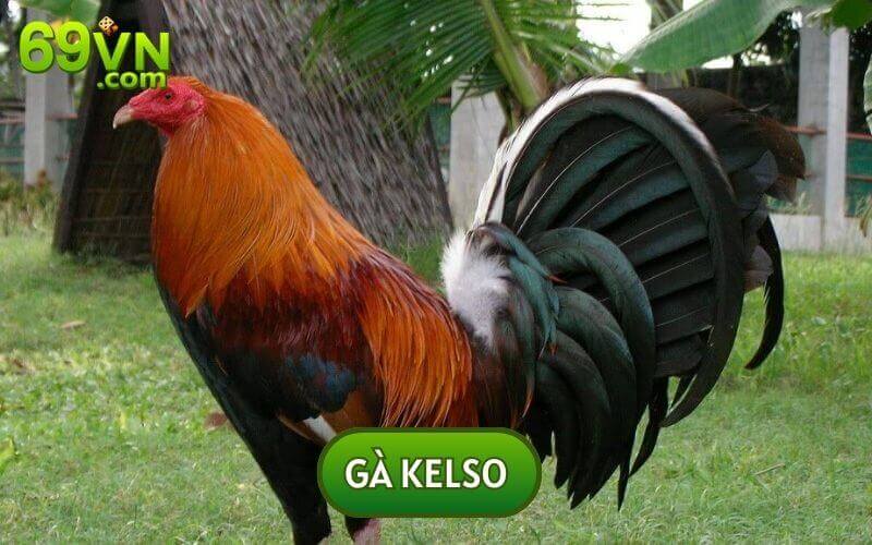 Gà Kelso thuộc giống gà cổ điển nhưng lại cực kỳ thông minh